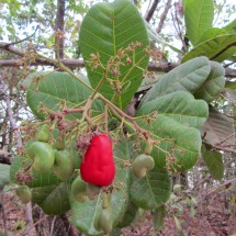 Fruits of the Fazenda Babilonia